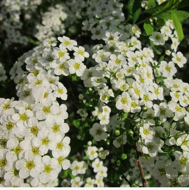 Спирея ниппонская Джун Брайд (June Bride) 