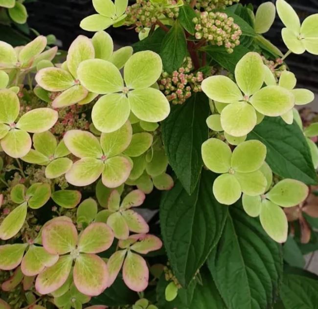 Гортензия метельчатая Пастель Грин (Pastel Green) лицензионный сорт