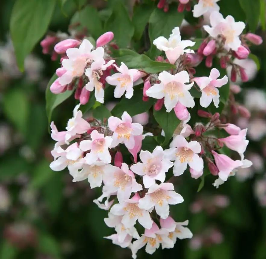 Кольквиция прелестная (Kolkwitzia amabilis)