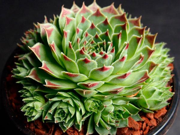 Молодило известковое (Sempervivum calcareum)