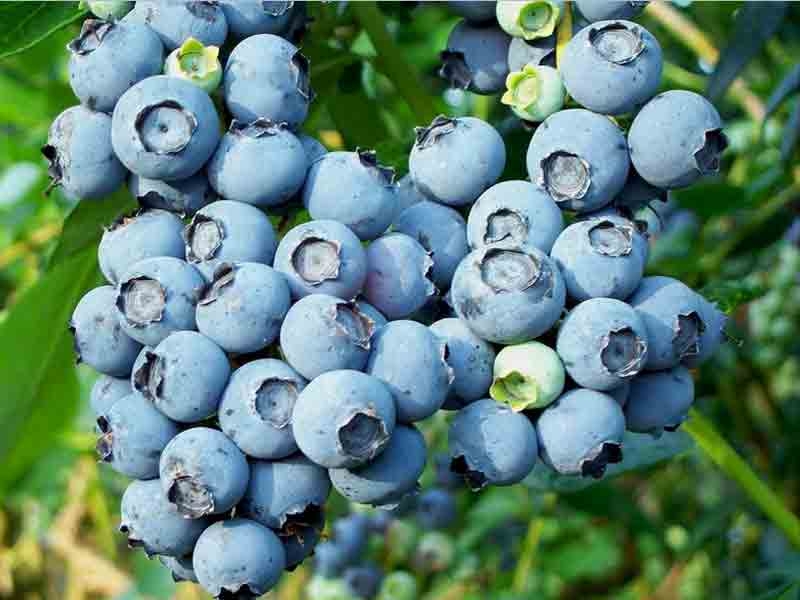 Голубика высокорослая Блюголд (Bluegold) 