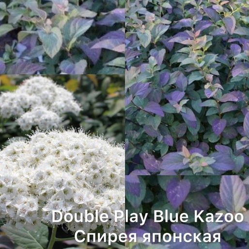 Спирея японская Дабл Плей Блю Казу (Double Play BLUE KAZOO)