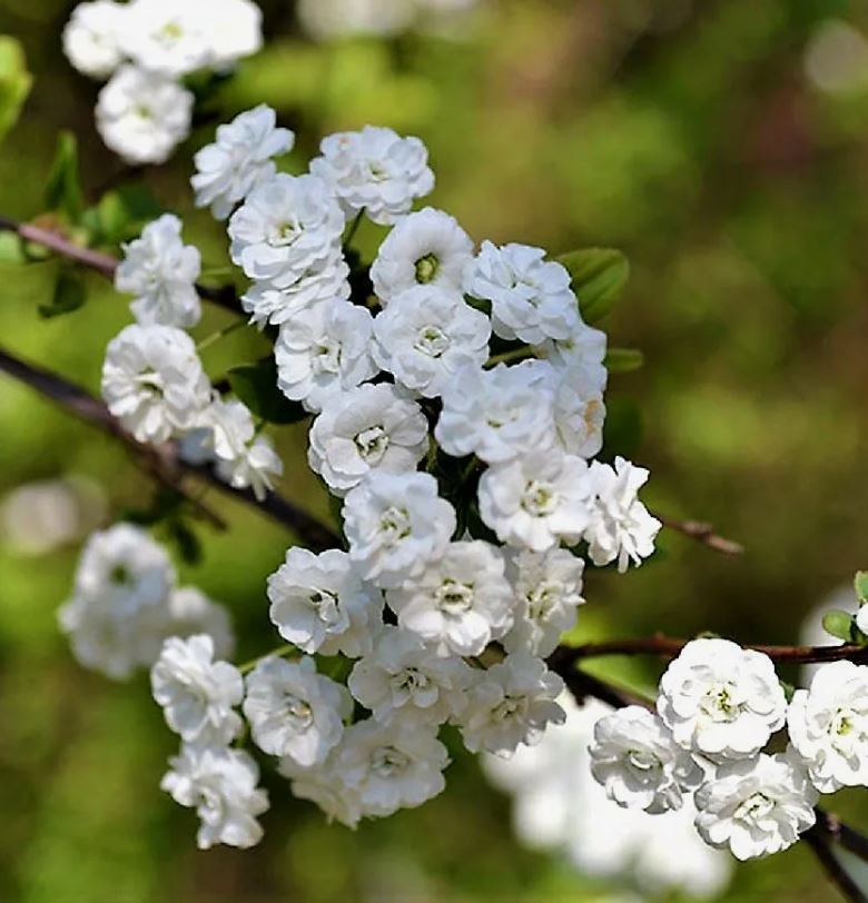 Спирея сливолистная (Spiraea prunifolia)