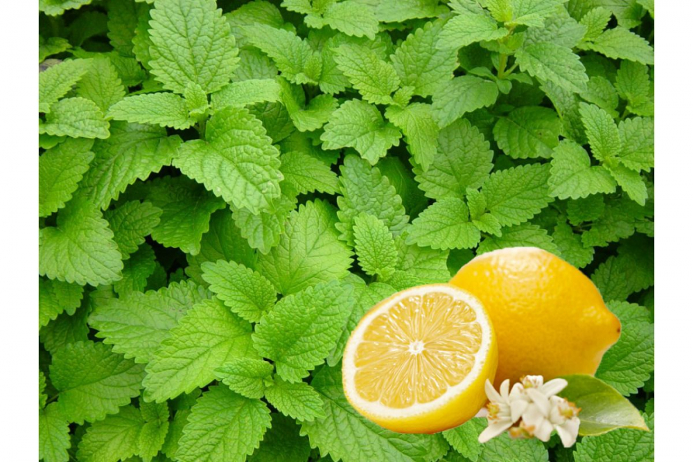 Мята Лимонная (Mentha piperita var.citrata)