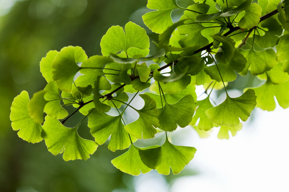 Гинкго Билоба (Ginkgo biloba) контейнер 7,5 л 125/+ БВДН24