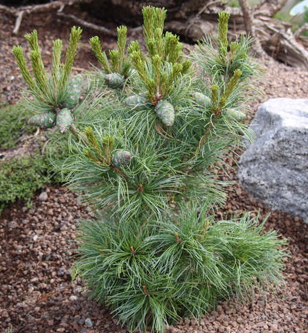 Сосна мелкоцветковая Бонсай (Bonsai) 