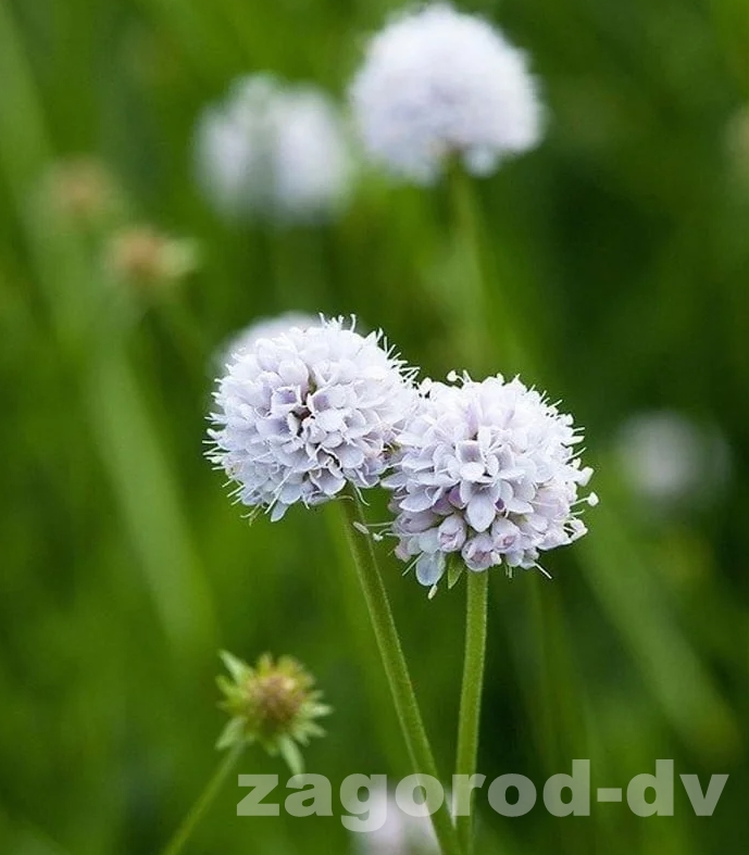 Сукцизелла Фростед Перлс (Frosted Pearls) контейнер 5 л ПШ25