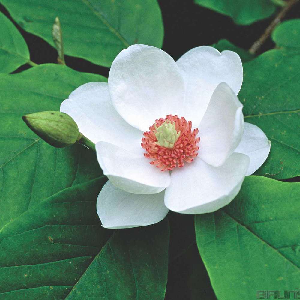 Магнолия Зибольда (Magnolia sieboldii)