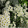 Спирея ниппонская Джун Брайд (June Bride) 