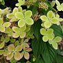 Гортензия метельчатая Пастель Грин (Pastel Green) лицензионный сорт