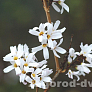 Абелиолистник двурядный (Abeliophyllum distichum) 