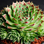 Молодило известковое (Sempervivum calcareum)