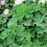 Манжетка мягкая (Alchemilla mollis) контейнер 1 л СП24