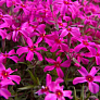 Флокс шиловидный Атропурпуреа (Atropurpurea) 