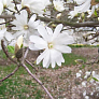 Магнолия звездчатая (Magnolia stellata)