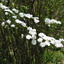 Спирея сливолистная (Spiraea prunifolia)