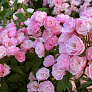 Роза мускусная Хэвенли Пинк (Heavenly Pink) 