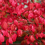Бересклет европейский (Euonymus europaeus)