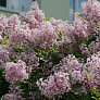 Сирень Мейера Пинк Парфюм (Pink Perfume) 