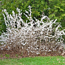 Абелиолистник двурядный (Abeliophyllum distichum) 