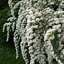 Спирея ниппонская Джун Брайд (June Bride) 