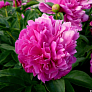 Пион травянистый Феликс Краусс (Paeonia Felix Crousse)