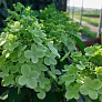 Гортензия метельчатая Панфлора (Panflora) 