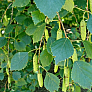 Береза пушистая (Betula pubescens)