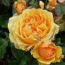 Роза флорибунда Амбер Куин (Amber Queen)