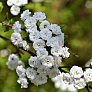 Спирея сливолистная (Spiraea prunifolia)