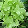Гортензия метельчатая Мохито (Mojito) 