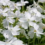 Флокс шиловидный Вайт Делайт (White Delight) 