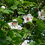 Магнолия Зибольда (Magnolia sieboldii)