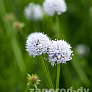 Сукцизелла Фростед Перлс (Frosted Pearls) контейнер 5 л ПШ25