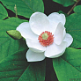 Магнолия Зибольда (Magnolia sieboldii)