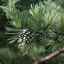 Сосна корейская кедровая (Pinus koraiensis) 																														