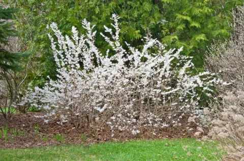 Абелиолистник двурядный (Abeliophyllum distichum) 