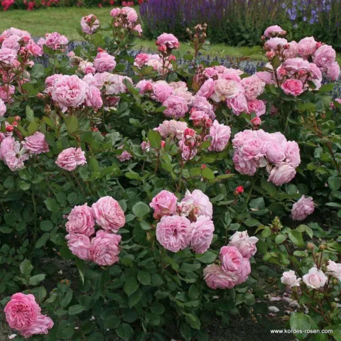 Роза флорибунда Розенграфин Мария Генриетта (Rosengrafin M.Henriette)