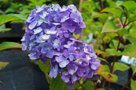 Гортензия крупнолистная Эндлесс Саммер Блумстар (Bloomstar), лицензионный сорт
