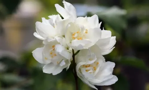 Чубушник Дам Бланш (Dame Blanche)