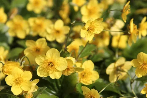 Вальдштейния тройчатая (Waldsteinia ternata)