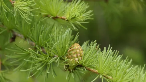 Лиственница японская (Larix kaempferi)