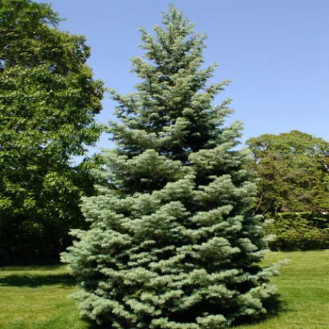 Ель сербская (Picea omorika) 