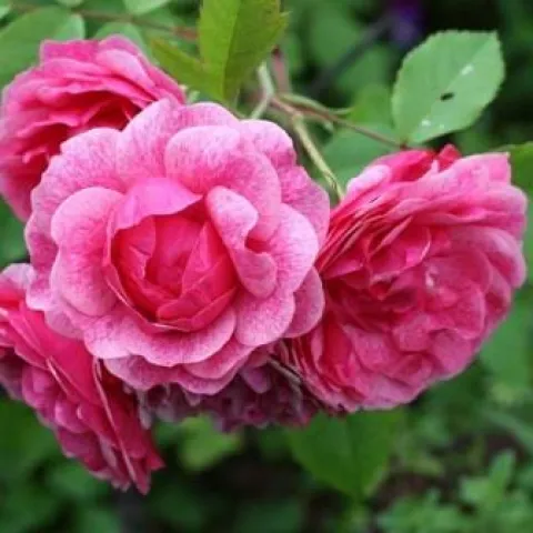 Роза канадская парковая Морден Руби (Morden Ruby)