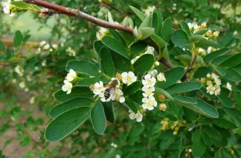 Рябинокизильник Позднякова (Sorbocotoneaster pozdnjakovii) 