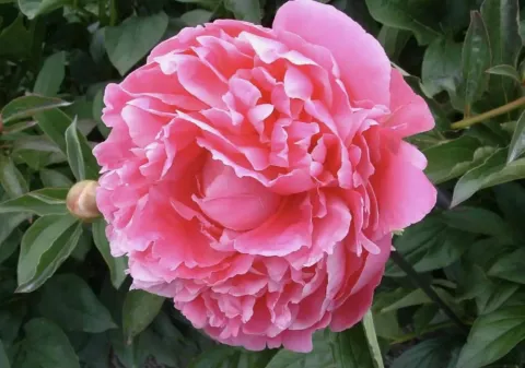 Пион травянистый Пинк Парфе (Pink Parfait) 