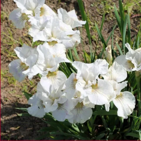 Ирис сибирский Нот Куайт Вайт (Note Quite White) 