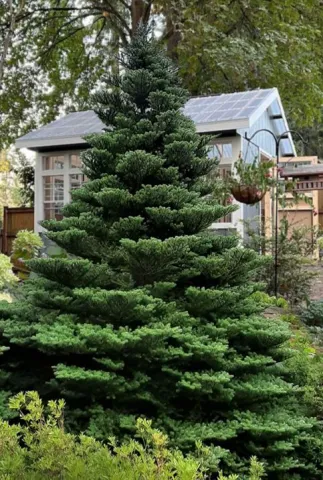 Пихта корейская (Abies koreana) 