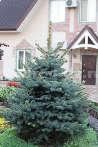 Ель колючая Глаука (Glauca)