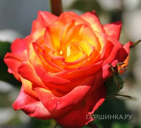 Роза флорибунда Априкола (Aprikola) Кордес